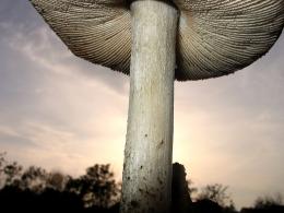 Giant Mushroom